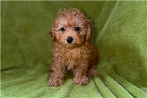Benjamin - Poodle, Toy for sale