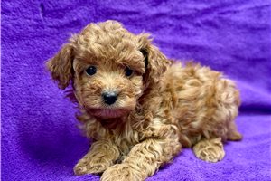 Brooke - puppy for sale