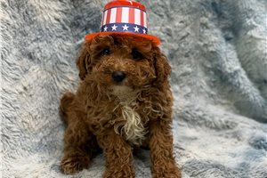Frankie - Poodle, Toy for sale