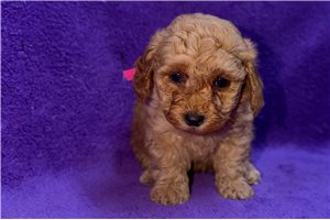 Yola - Poodle, Toy for sale