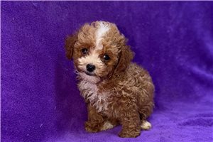 Zuri - puppy for sale