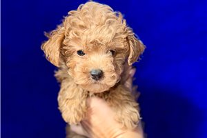 Zachariah - puppy for sale