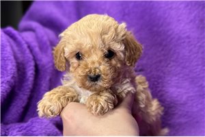 Elyssa - puppy for sale