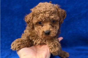 Bennett - puppy for sale