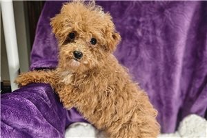 Aida - Poodle, Toy for sale