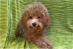 Brooke - Poodle, Toy for sale