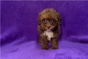 Zahara - Poodle, Toy for sale