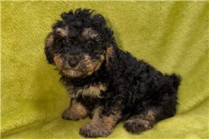 Yukon - Poodle, Toy for sale