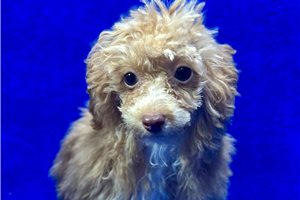 Kilgore - Poodle, Toy for sale