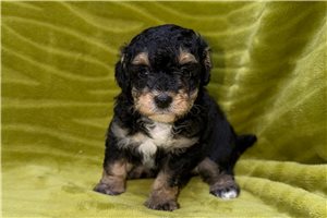 Nathan - Poodle, Toy for sale