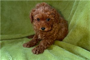 Beau - Poodle, Toy for sale