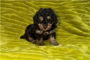 Yukon - puppy for sale