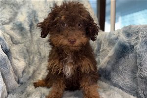 Edgar - Poodle, Toy for sale