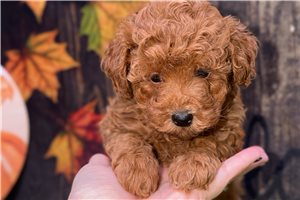 Torah - Toy Poodle for sale