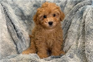 Archie - puppy for sale