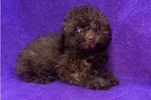 Kassandra - puppy for sale