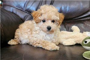 Deacon - Poodle, Toy for sale