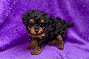 Yelena - puppy for sale