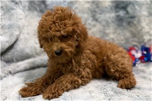 Brooke - Poodle, Toy for sale