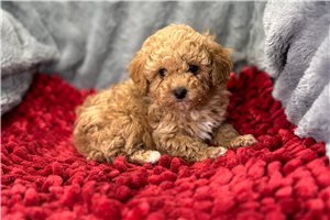 Elias - puppy for sale