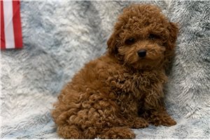 Bennett - Poodle, Toy for sale