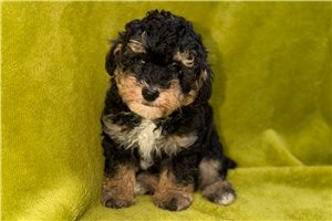 Nathan - Poodle, Toy for sale