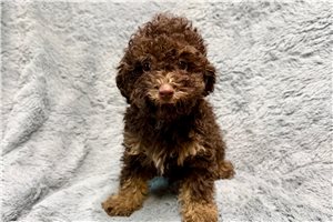 Zane - Poodle, Toy for sale