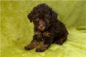 Zane - Poodle, Toy for sale