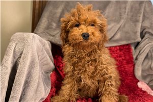 Wilbur - Poodle, Toy for sale