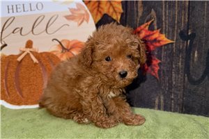 Tizzy - puppy for sale