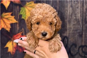 Trip - Toy Poodle for sale
