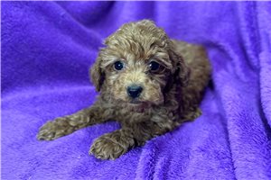 Amelie - Poodle, Toy for sale