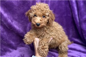 Wisteria - puppy for sale