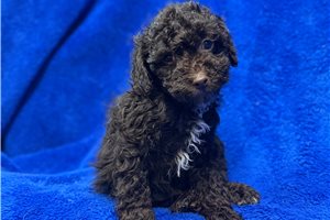 Everett - Poodle, Toy for sale