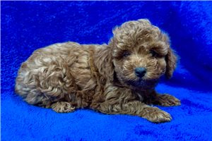 Bryson - Poodle, Toy for sale