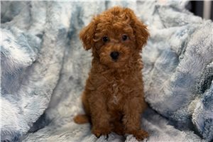 Bryson - Poodle, Toy for sale