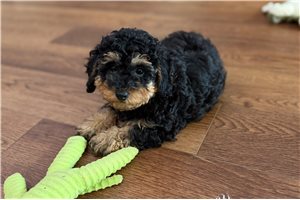 Willa - Poodle, Toy for sale