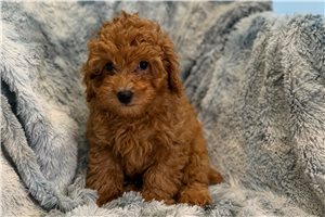 Arkin - Toy Poodle for sale