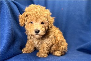 Rusty - Poodle, Toy for sale