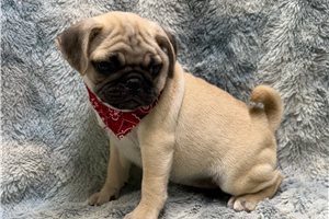 Hudson - Pug for sale