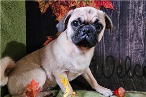 Vino - Pug for sale