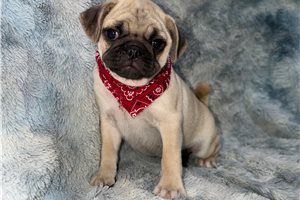 Hudson - Pug for sale