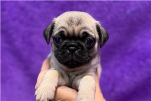 Opal - Pug for sale