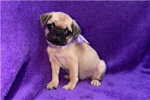 Velvet - puppy for sale