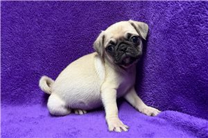 Velma - puppy for sale