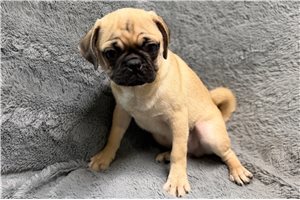 Vino - Pug for sale