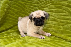 Vino - Pug for sale