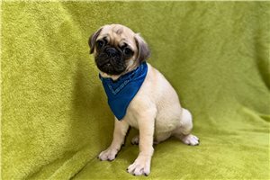 Vino - Pug for sale
