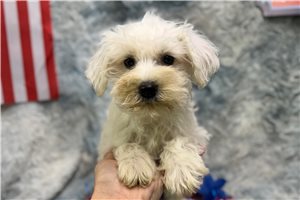 Emily - Schnauzer, Miniature for sale