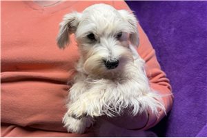 Sugar - Schnauzer, Miniature for sale